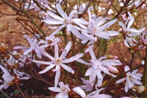 Magnolia stellata ´Rosea´